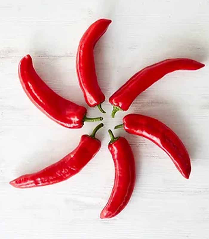 Piment CHILI EXTREMELY HOT Bio Northern Greens